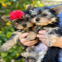 Adorable Real Teacup Yorkie Puppies for Sale